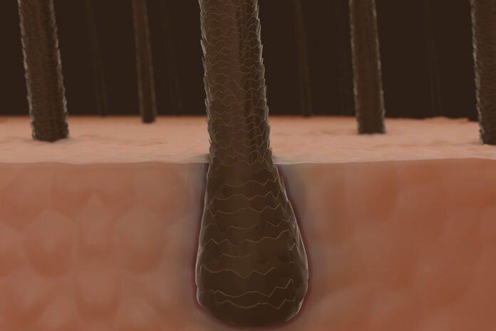 tempo ricrescita capelli trapianto